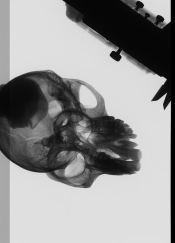 Media type: image;   Mammalogy 35606